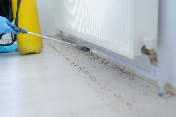 Best Flea Control Services  in Hobe Sound, FL